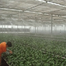 山东幸福柳农业园花卉种植大棚厂区人造雾工程